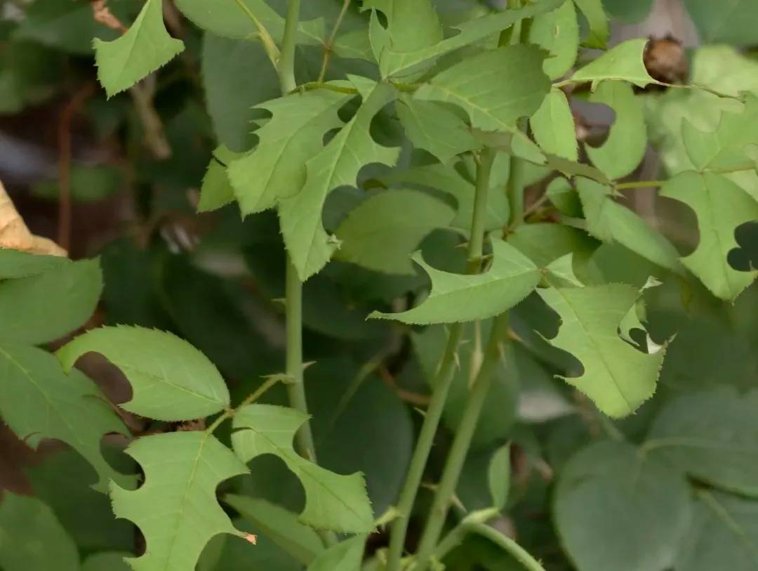 皇冠信用網如何注册_咬开桃子发现一堆树叶？莫慌皇冠信用網如何注册！你是遇到了它→