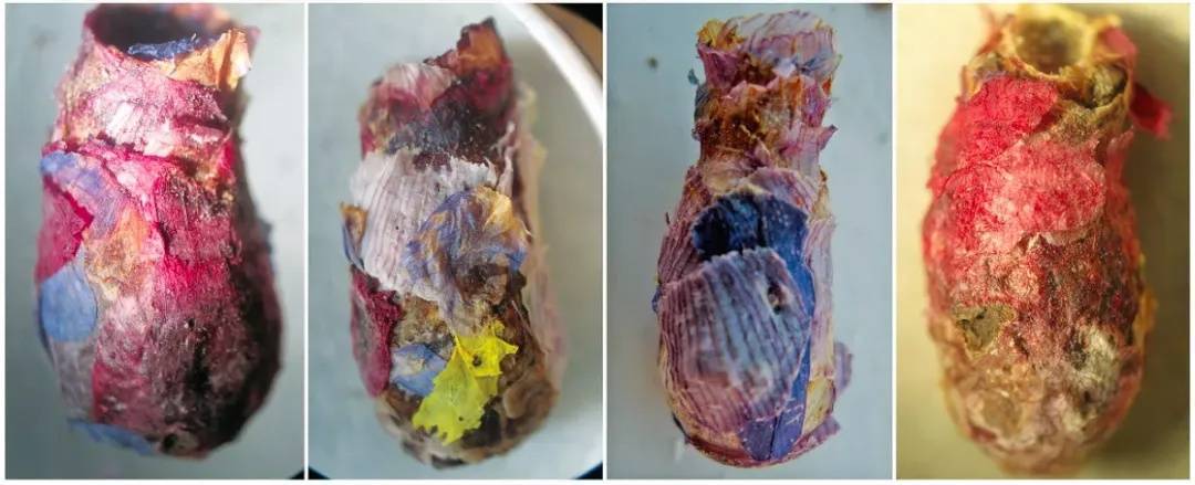 皇冠信用網如何注册_咬开桃子发现一堆树叶？莫慌皇冠信用網如何注册！你是遇到了它→