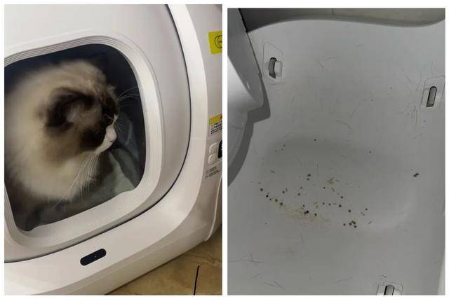 皇冠手机管理端登录_AI养宠神器皇冠手机管理端登录，收割年轻人